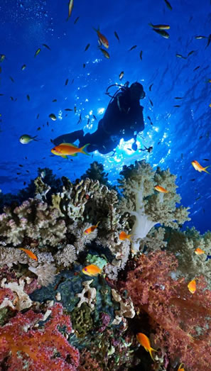 East Coast Diving